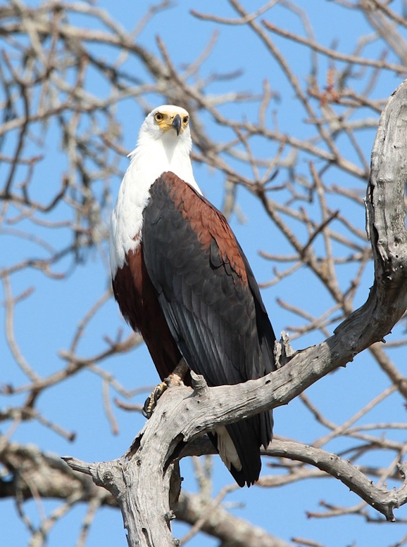 African Fish Eagle perched on a branch, majestic raptor with brown body and white head