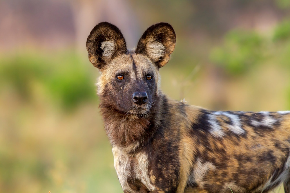 African wild dogs in the Okavango Delta