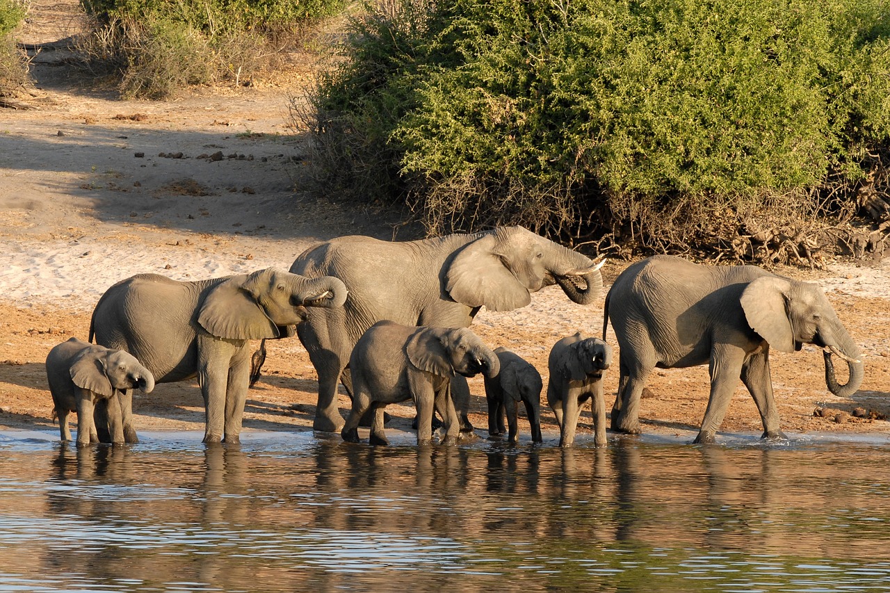 African elephant in Chobe National Park