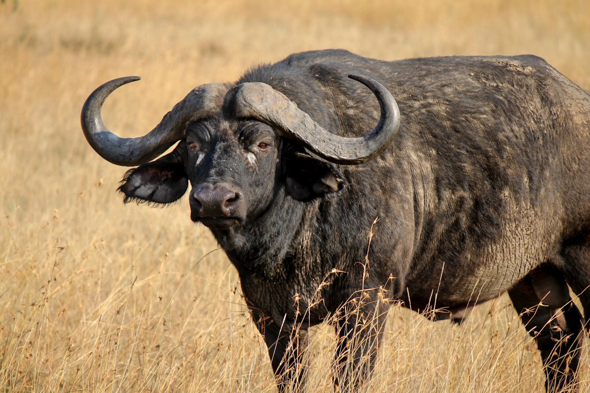 Cape Buffalo in the grasslands of Botswana