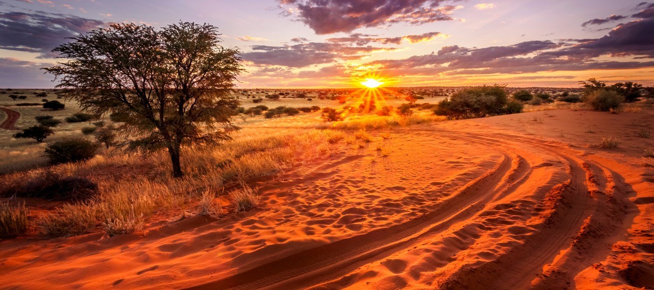 Sunset over the Kalahari Desert, with acacia trees silhouetted against an orange sky