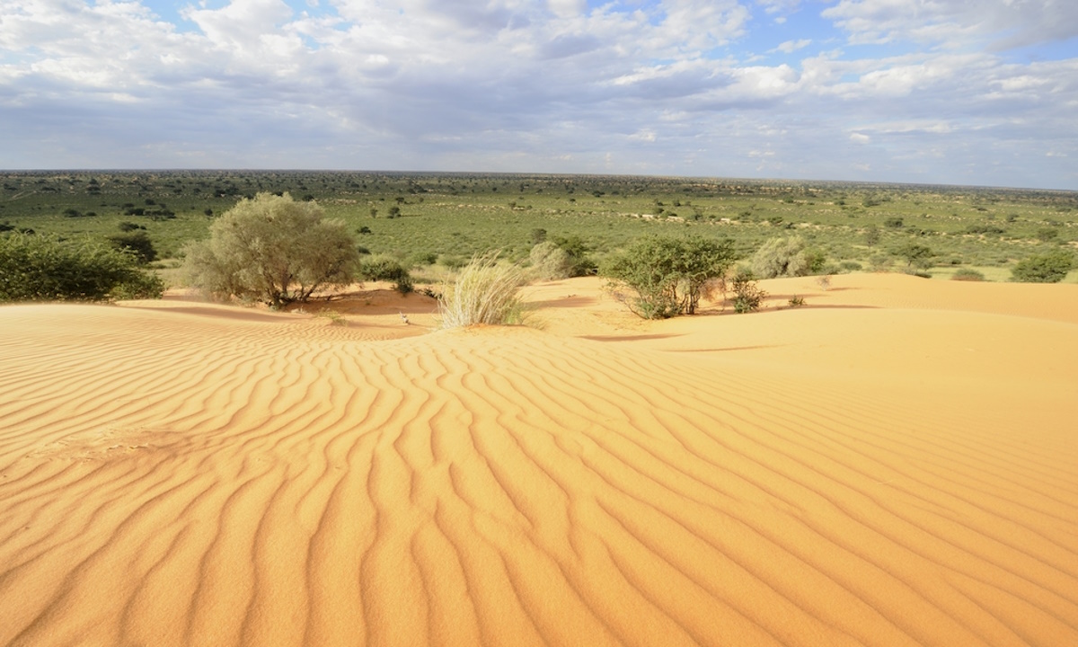 Red sand dunes of the Kalahari stretching to the horizon under a blue sky