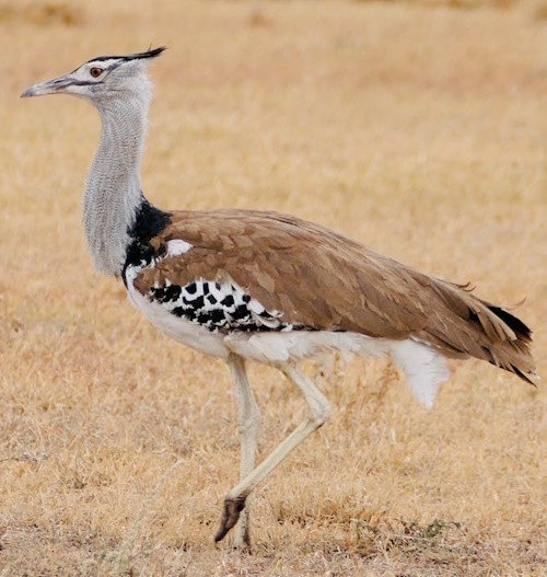 Kori Bustard in savanna grassland, large terrestrial bird with long neck