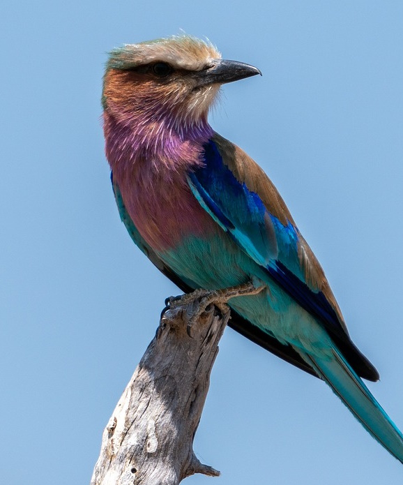 Lilac-breasted Roller in flight, colorful bird with bright blue wings and lilac breast