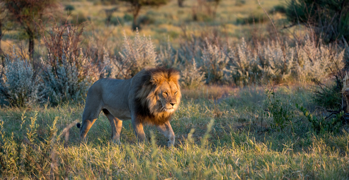 A majestic male lion in Botswana's savannah