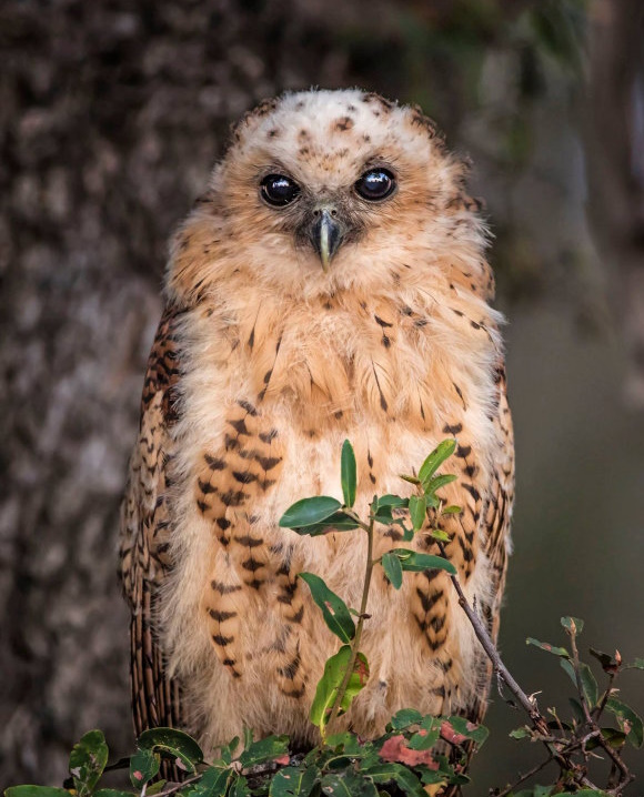 Pel's Fishing Owl perched on a tree, large owl with reddish-brown plumage