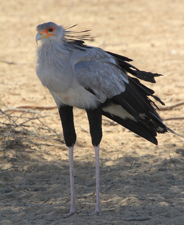 Secretary Bird walking in grassland, long-legged bird with distinctive crest