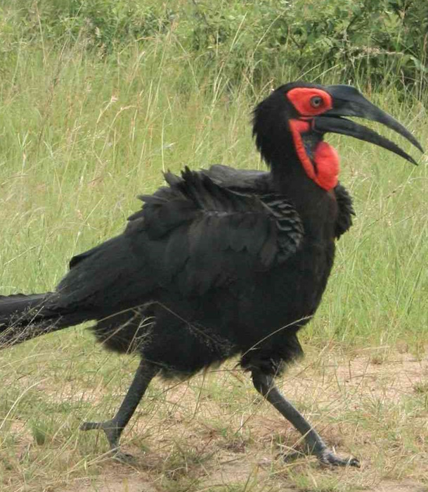 Southern Ground Hornbill walking on ground, large black bird with red facial skin