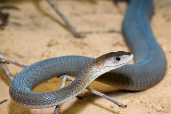 Black Mamba coiled on a branch, its sleek dark body visible