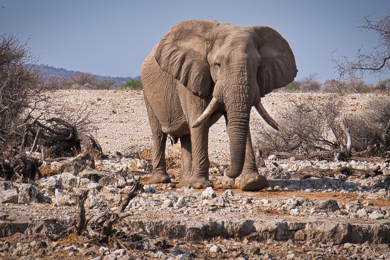 African Elephant in Chobe National Park, Botswana