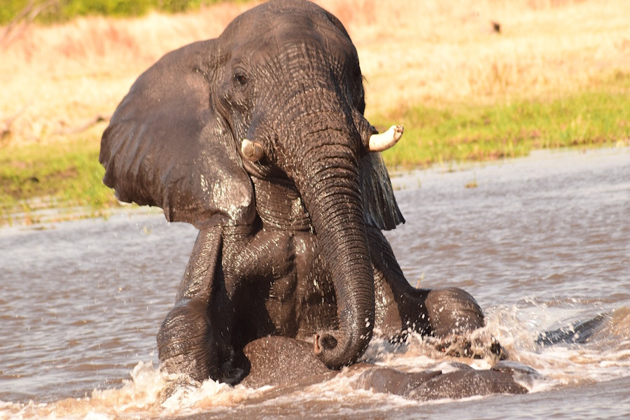 African Elephant in Chobe National Park