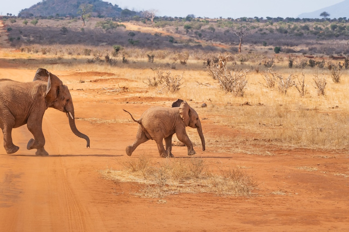 Elephant near a village in Botswana