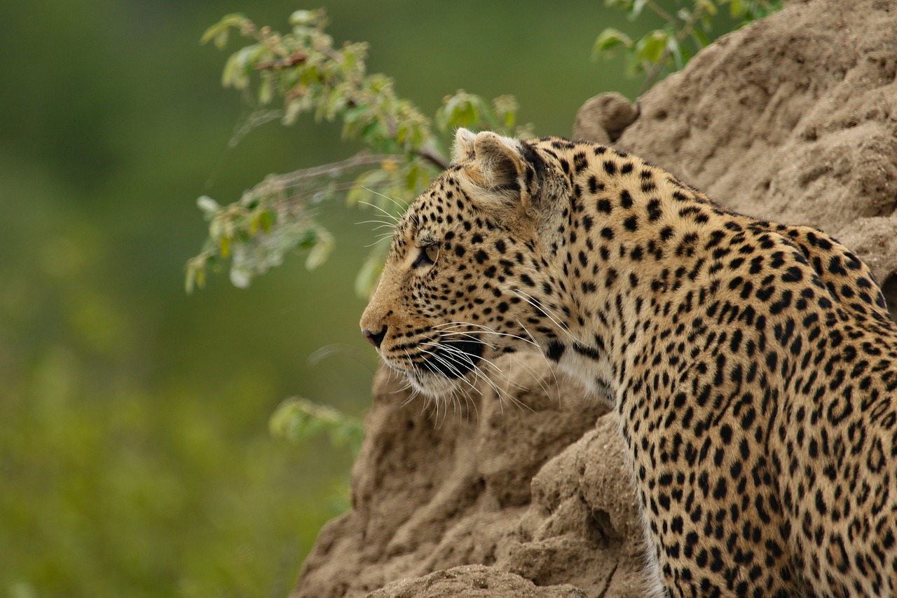 Leopard resting on a tree branch