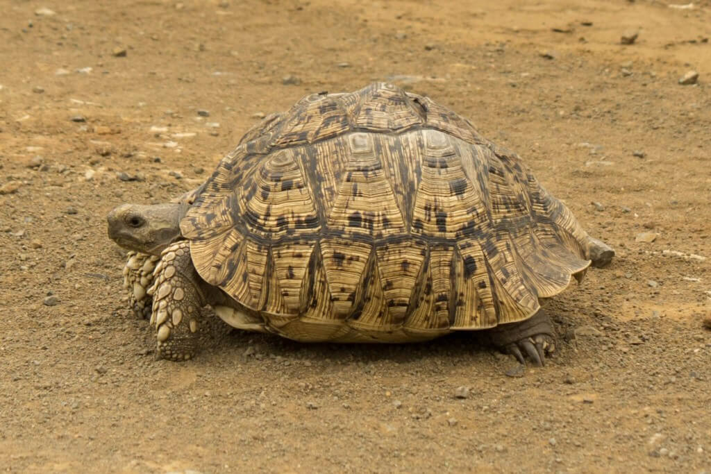 Leopard Tortoise on grass, its distinctively patterned shell visible