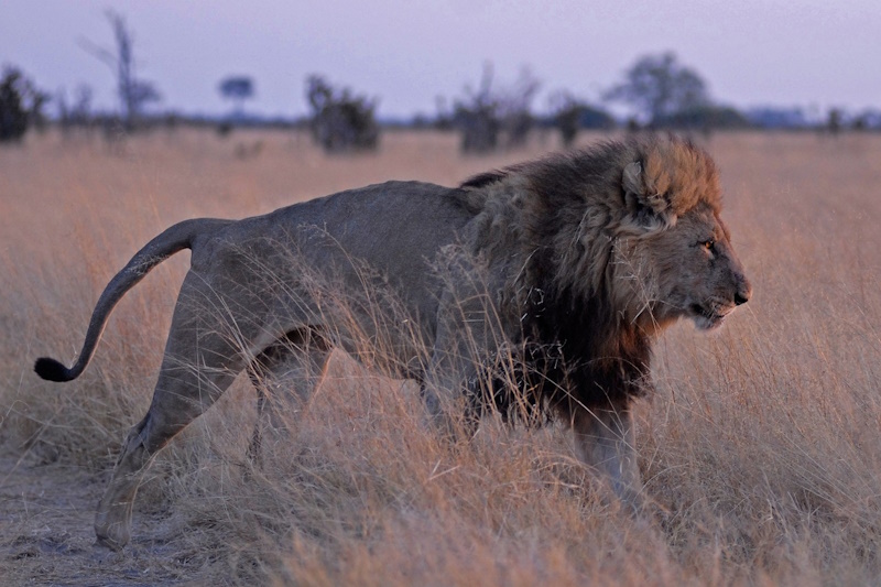 Lion in the Kalahari Desert