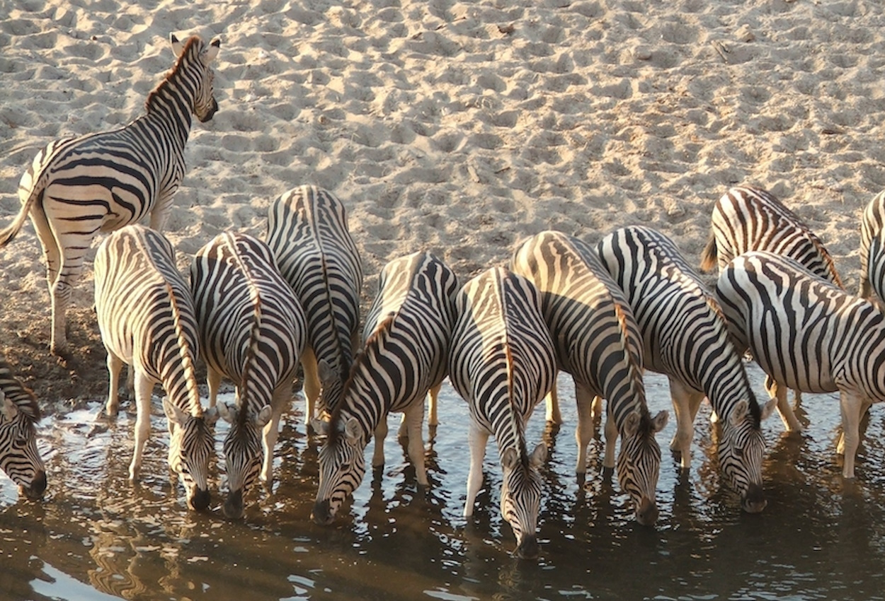 Vast expanse of the Makgadikgadi Pans during dry season