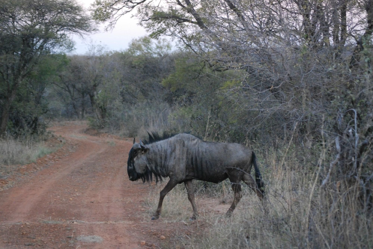Scenic view of Mokolodi Nature Reserve