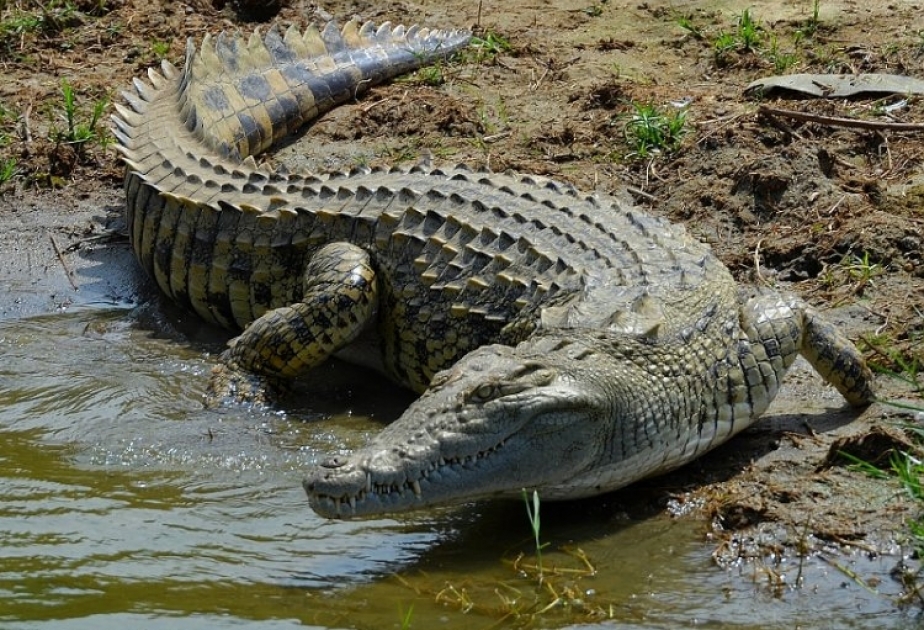 Nile Crocodile in water, showing its scaly back and eyes