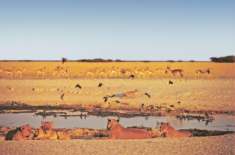 Baines' Baobabs at sunset