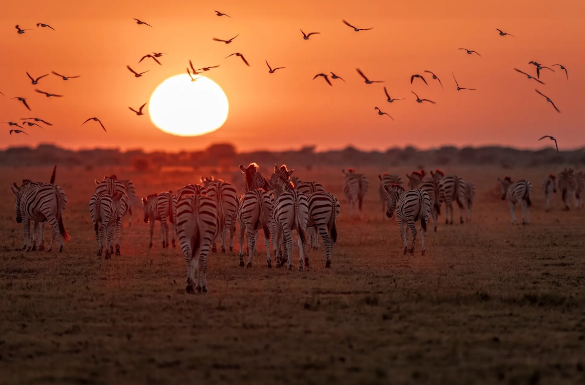 Zebras in Nxai Pan during migration
