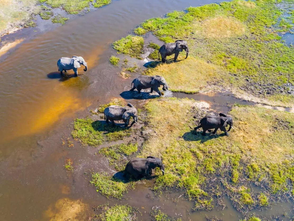 Elephant herd in Okavango Delta