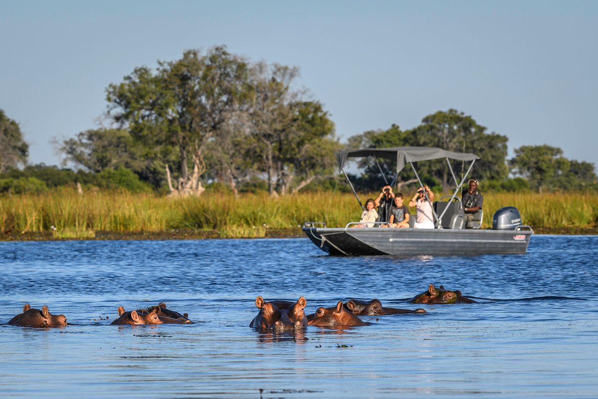 Okavango Delta Hippos