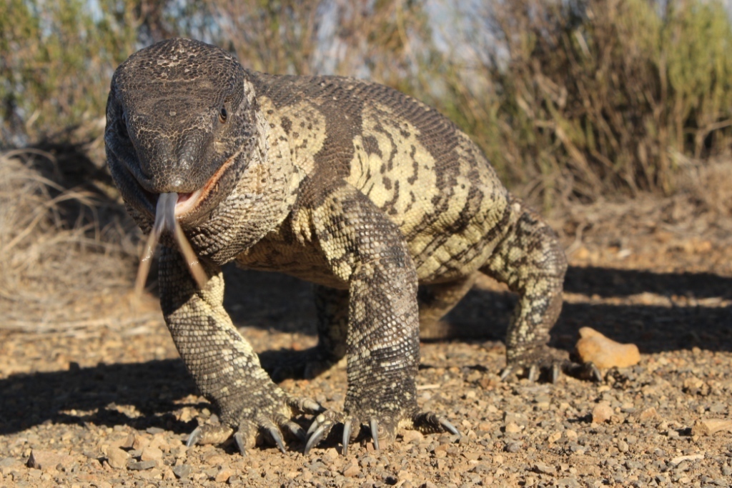 Rock Monitor Lizard on a tree branch, showcasing its patterned skin