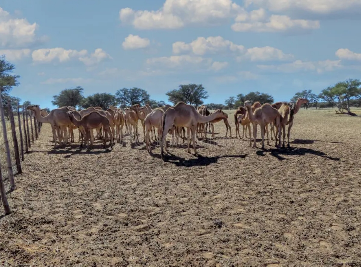 Animals roaming around in Tshabong
