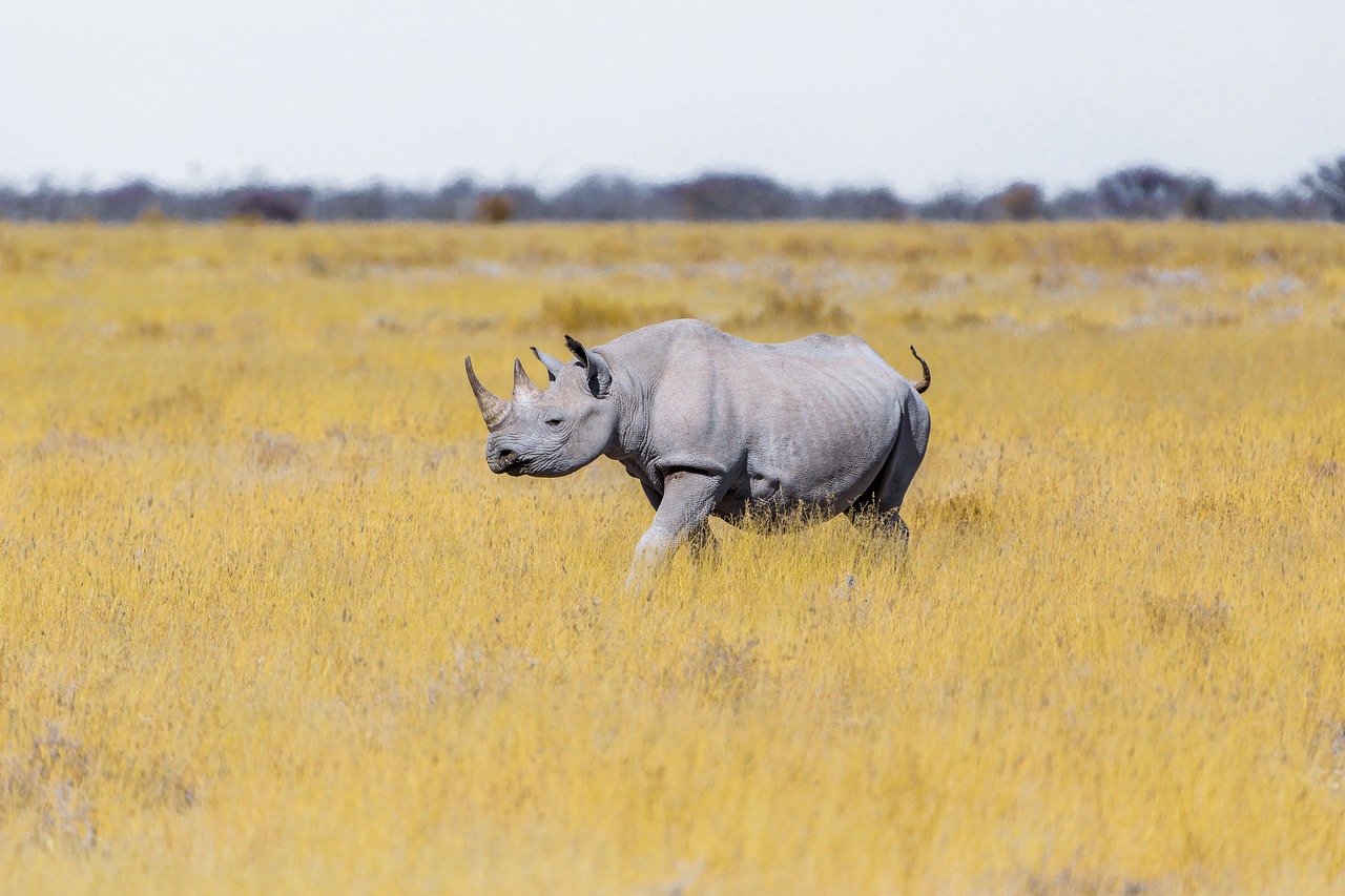 White Rhinoceros in Botswana